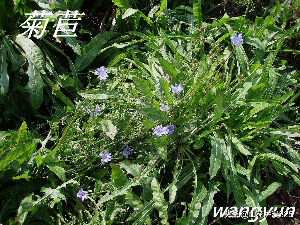 野生菊苣的辨认与图片,野菜苦菜识别方法