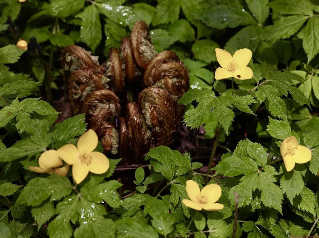 林业生态旅游科普,林草科普