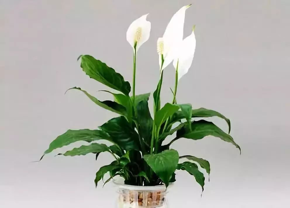 白掌为什么不能长期养,白掌一帆风顺在卧室里养好不好