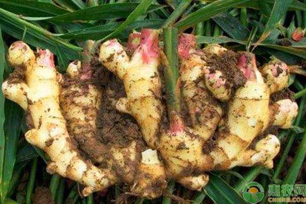 种植生姜产量高滞销村民寻求帮助,农民收入少种姜效益高