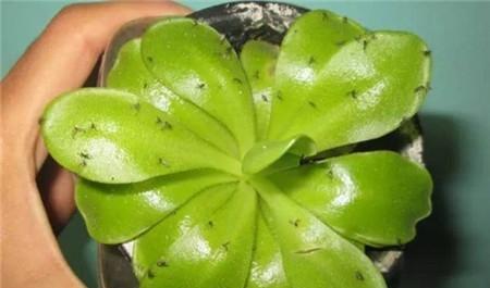 花卉生小黑飞虫怎么治,花卉的小黑飞怎么治