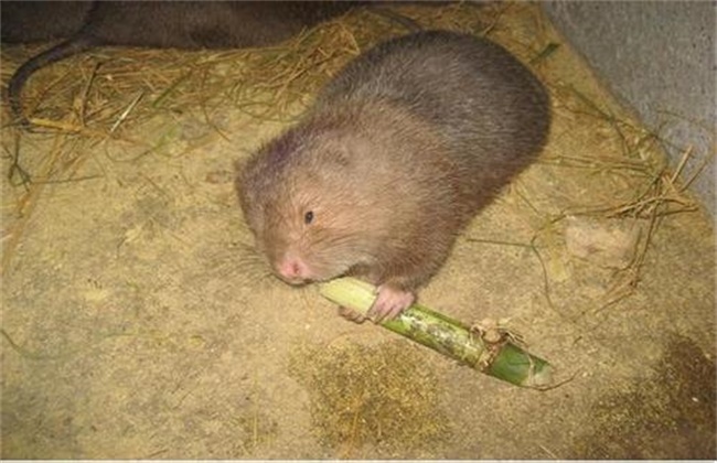 母竹鼠产仔过程,竹鼠繁育几胎