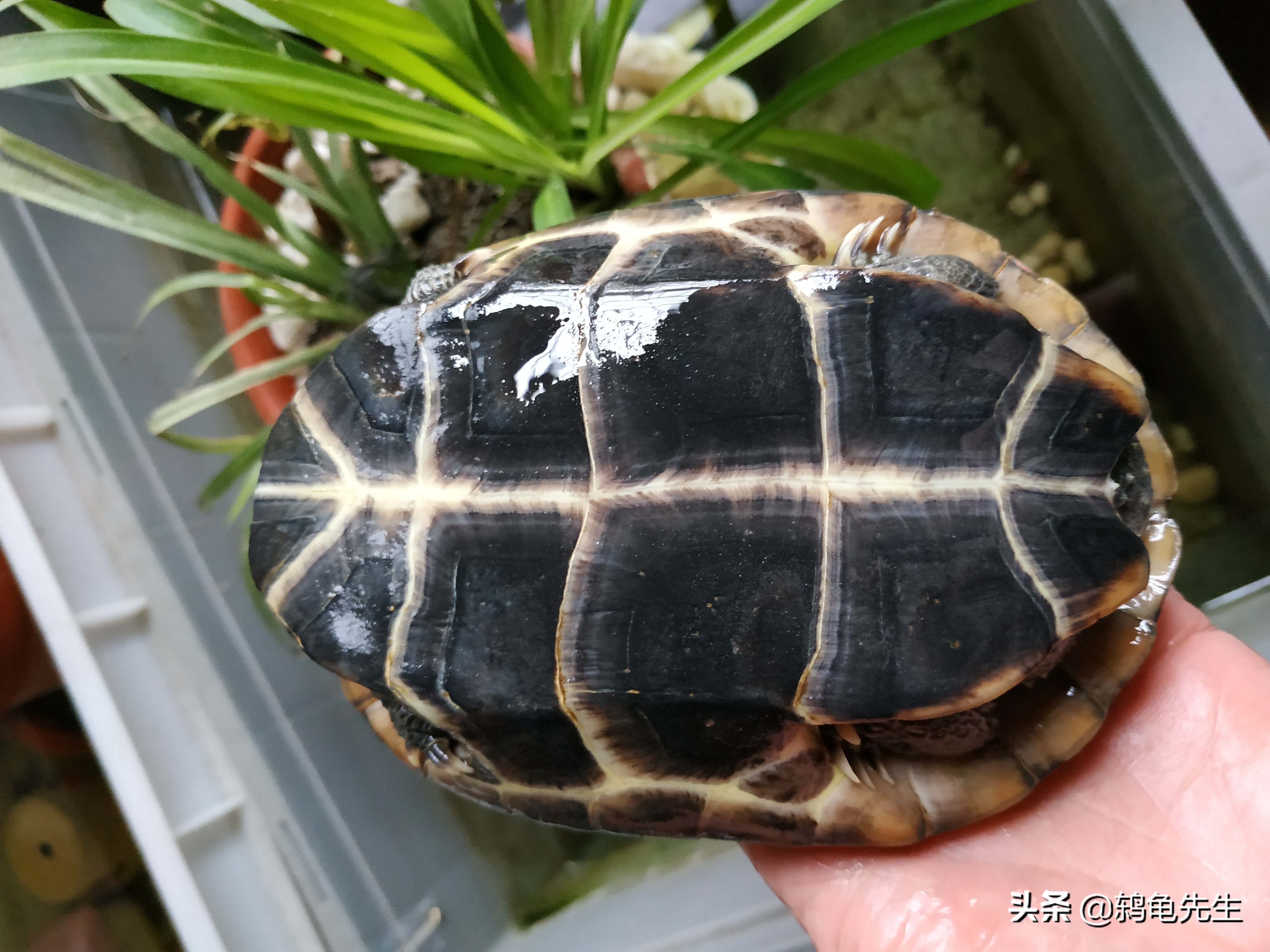 龟苗要养多久才能养成大龟,乌龟苗和大乌龟哪个好养