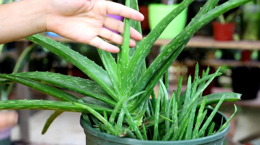 大盆适合种植芦荟,养好一盆芦荟其实很简单