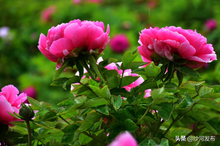 邢台看牡丹最佳地方,邢台牡丹基地在哪里