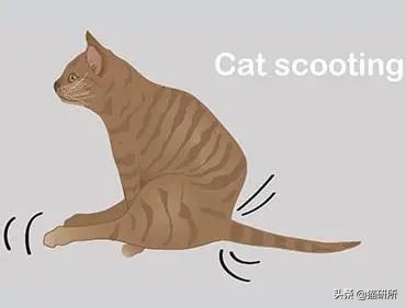 猫咪会长毛囊炎吗,猫咪会长老年斑吗