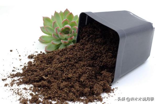 买到牙签苗怎么办,月季牙签苗能买吗