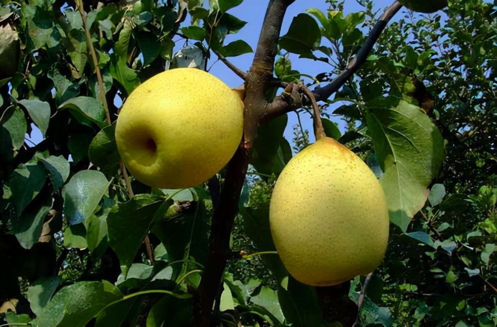 晋州特产点心,晋州十大特产小吃