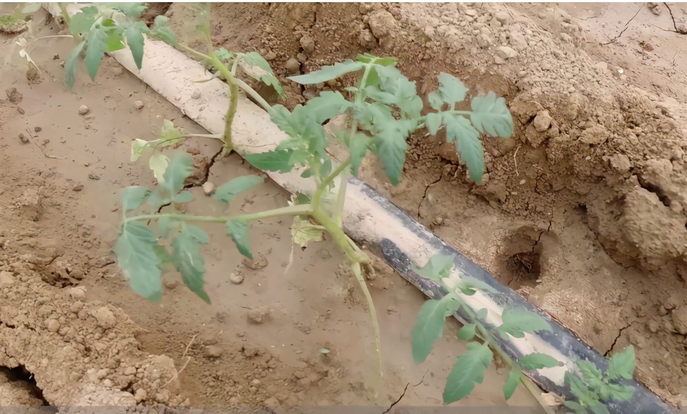 番茄种植问题及解决方法,番茄种植不良是什么原因