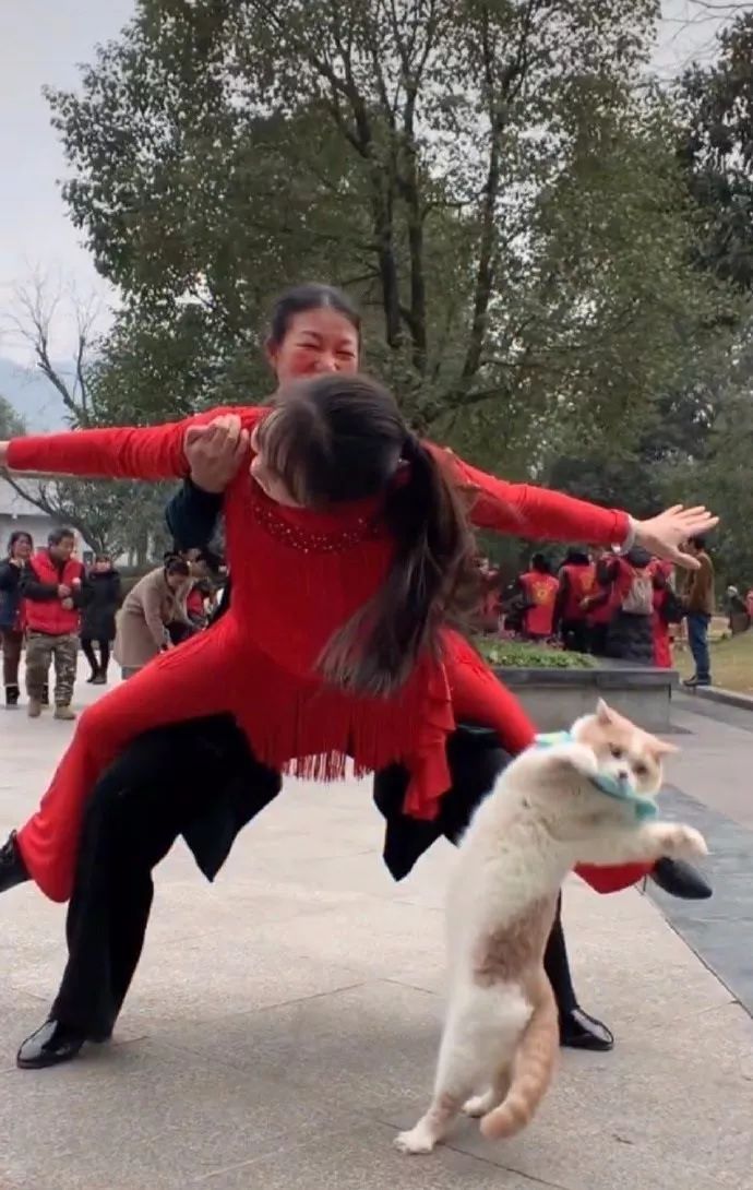 鱿鱼墨鱼乌贼八爪鱼章鱼的区别,墨鱼与鱿鱼章鱼八爪鱼有什么区别