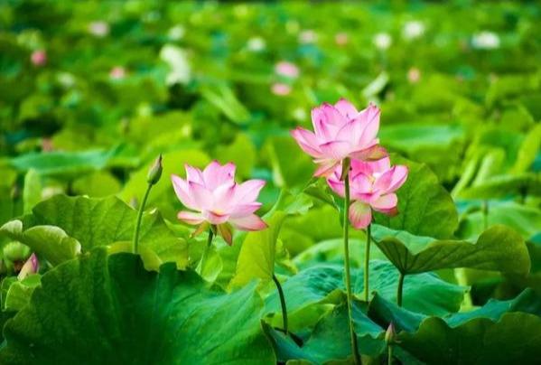 赏荷花情景教学,江南荷花开西湖赏荷寻味攻略