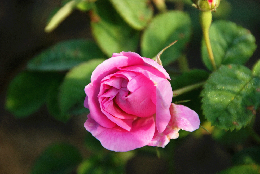 世界哪里的玫瑰最出名,中国哪里的玫瑰最好