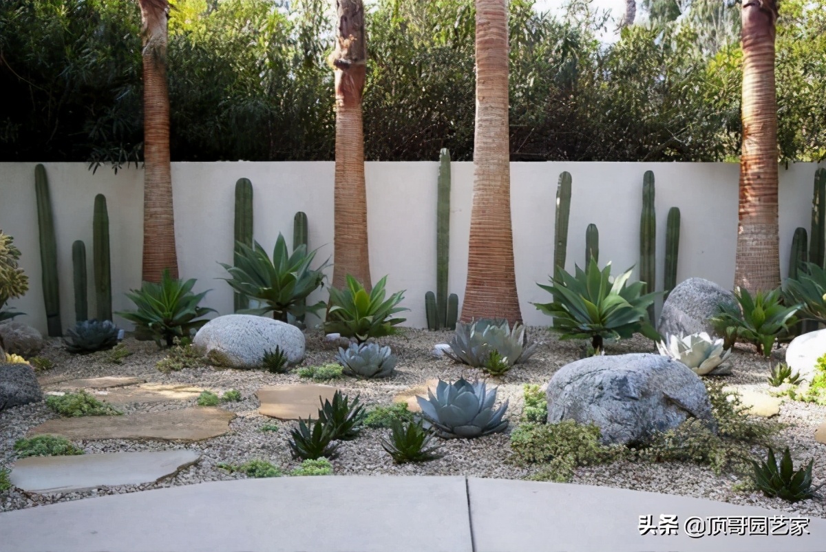 多肉植物盆栽的种植方法,多肉植物花园打造