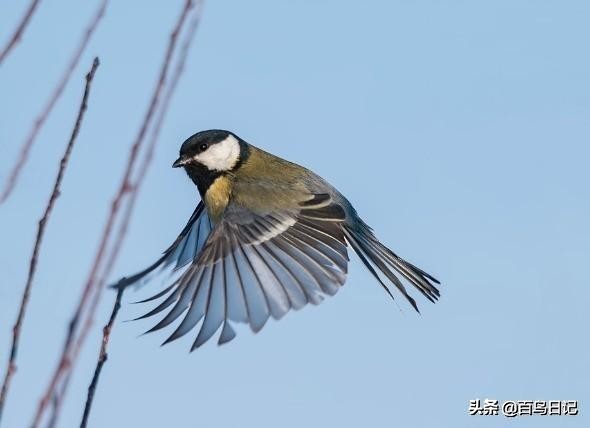 鸟类病菌,鸟类传播病菌厉害吗