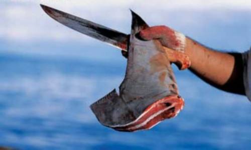 鱼翅的营养甚至不如鸡蛋，那吃它的人到底在吃啥？（菲李漫画）