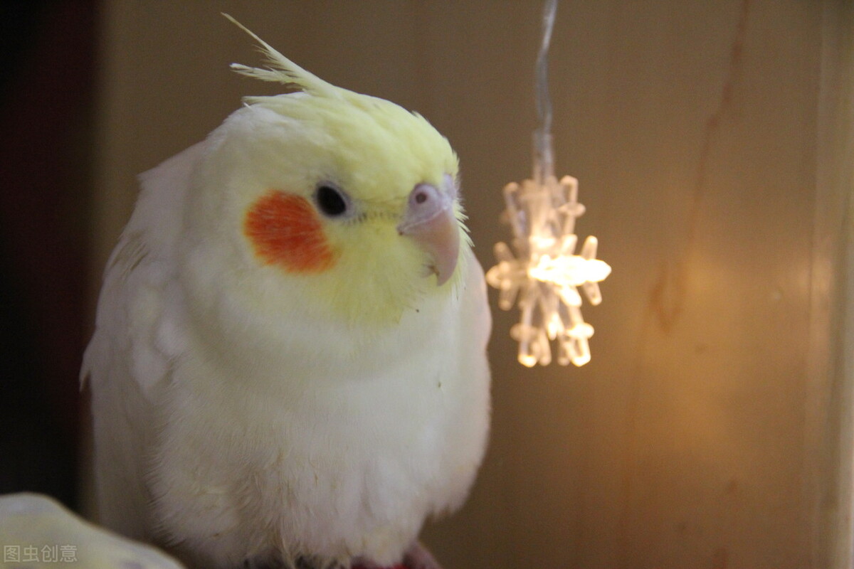 鹦鹉液体钙哪种好,虎皮鹦鹉补钙最快方法