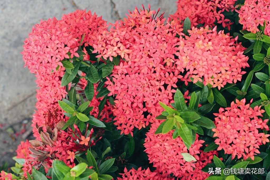 龙船花的修剪和注意事项是什么,龙船花花败了应怎样修剪