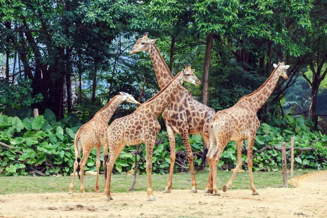 不远的旅游景点推荐,不远不贵不累8个国内亲子游