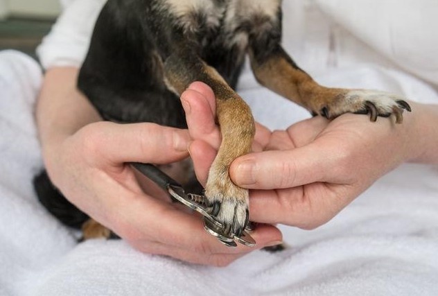 狗狗指甲不齐,狗狗的指甲会有疾病吗