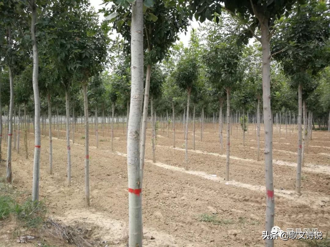 山东冠县精品苗木基地,冠县种植基地
