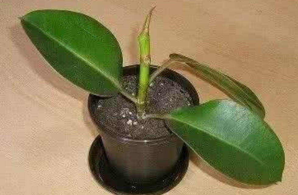 橡皮树枝条徒长怎么办,橡皮树修剪后就一个侧芽