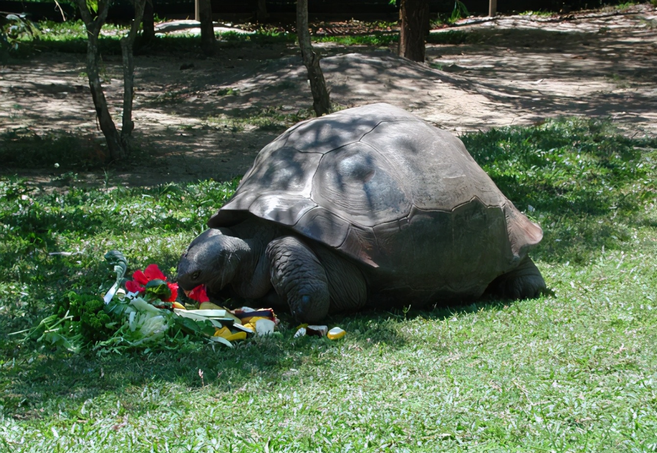 你知道乌龟为什么能活这么久吗,乌龟不用吃东西它也能活下来吗