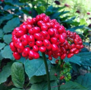 家里养什么花不生虫子,什么花多年生又好养