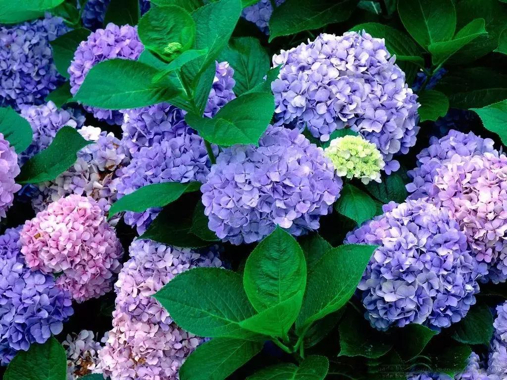 百花图谱大全100幅,工笔百花图谱100种