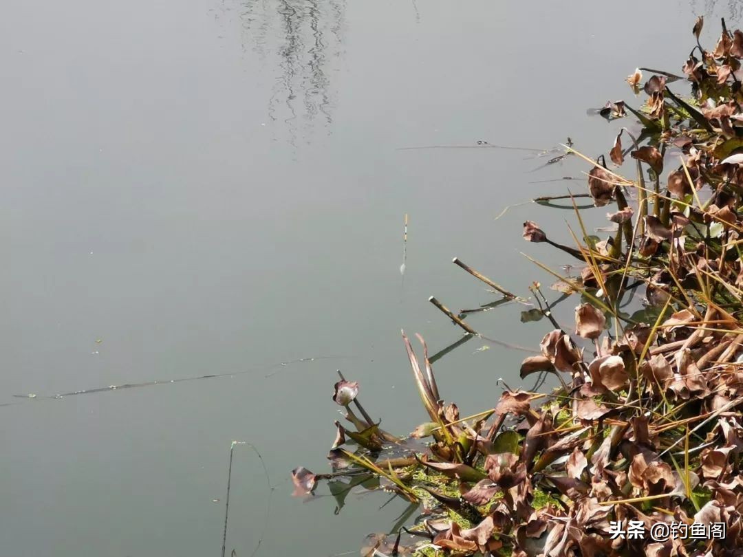 鱼少口弱,鱼少水浅怎么钓