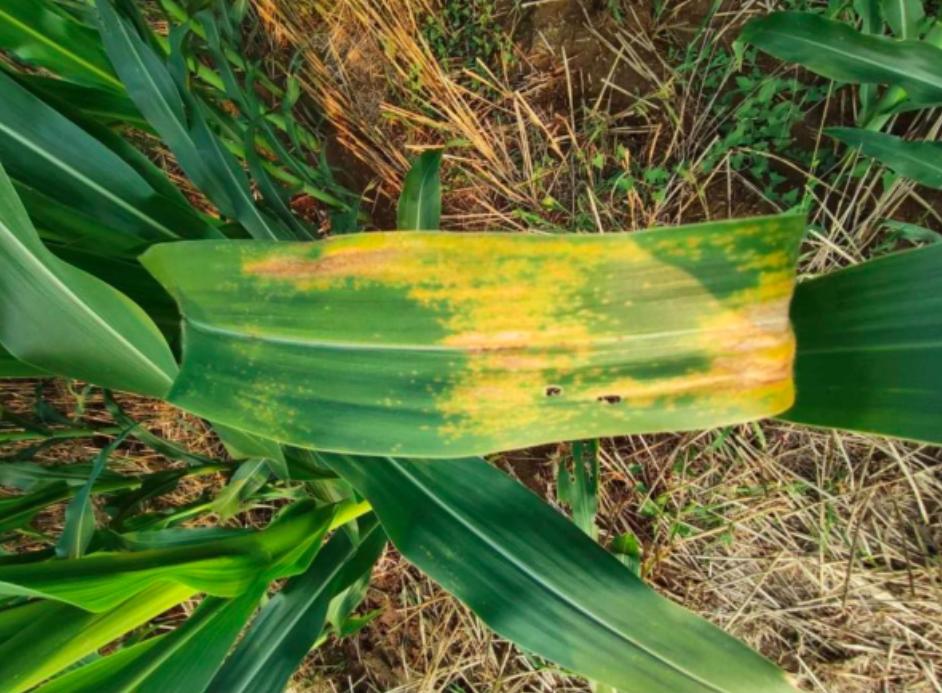 玉米叶子上有黄点怎么回事,玉米叶子上起疙瘩怎么办