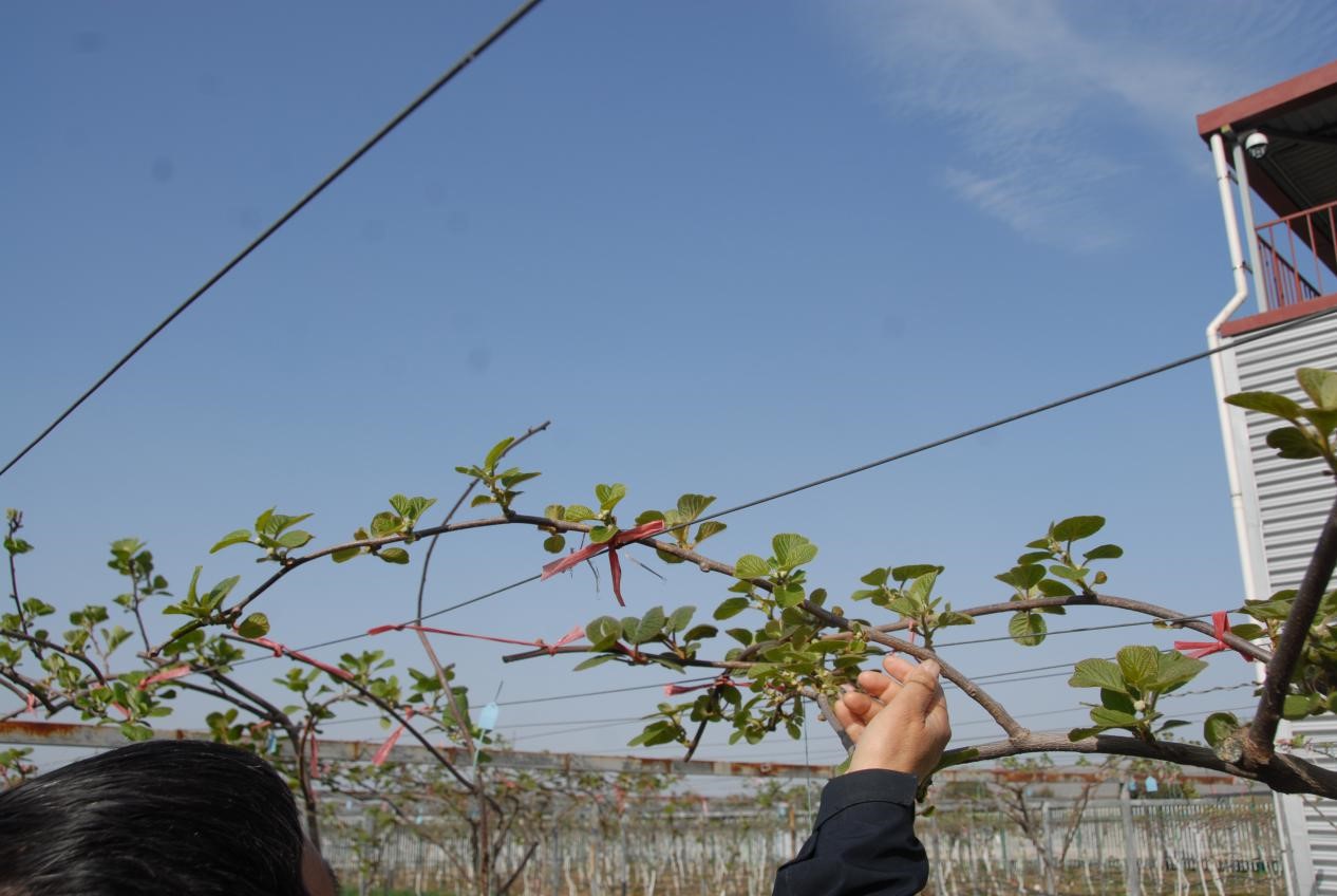 猕猴桃抹芽技术要点,猕猴桃幼树抹芽方法视频