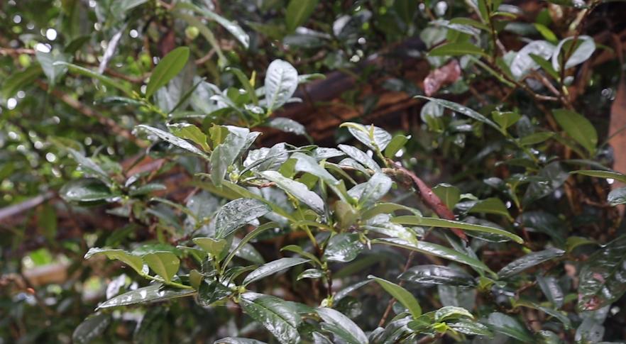 老徐谈茶138期,老徐谈茶冰岛茶特点