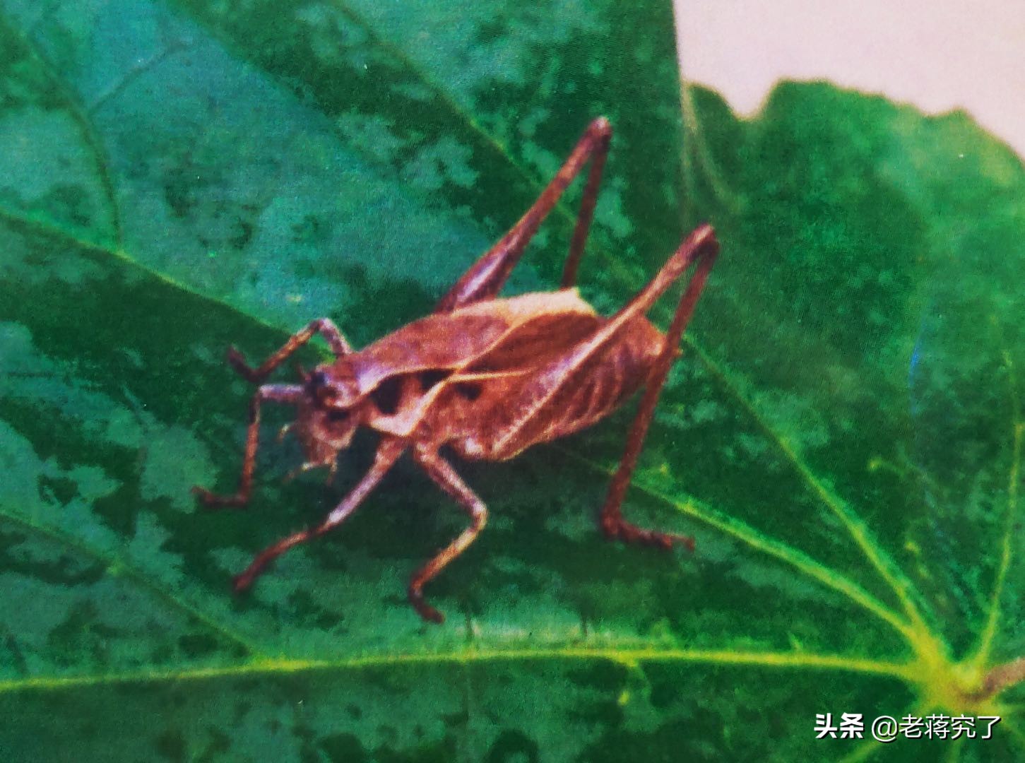 盘点常见鸣虫叫声,鸣虫什么时候鸣叫