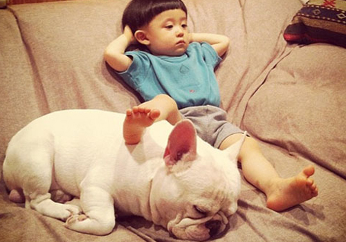 法斗比较难养,法斗为啥有地可以养有地不能养