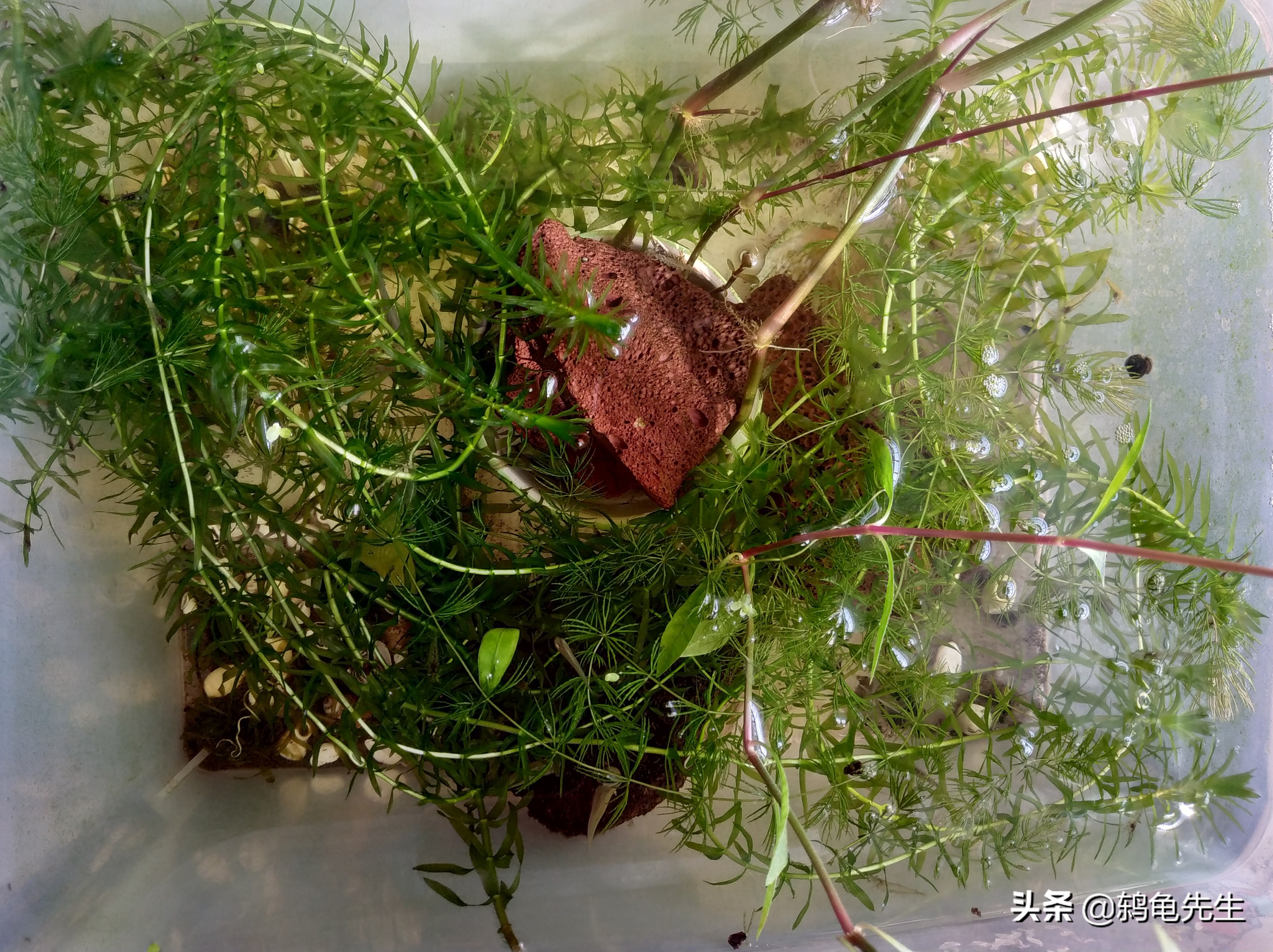 鱼缸里的河蚌死了要换水吗,河蚌可以放在鱼缸过滤缸里养吗