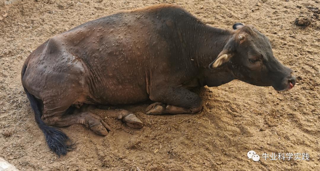 牛结节病消毒与预防,牛结节病的中兽医解读