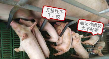 母猪奶水少快速解决方法,母猪奶水少怎么办呀