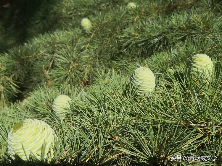 岁月无情风过肩（随笔）