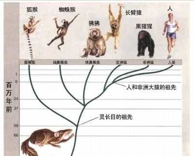 生物进化论存在的三种疑点,生物进化论中的未解之谜