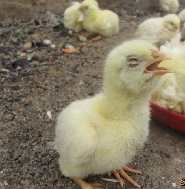 鸡得了传染性支气管炎怎么办,鸡得了传染性支气管炎怎么治