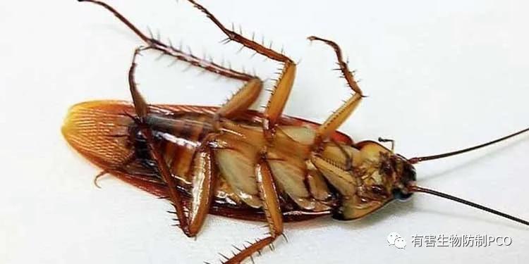 如何消灭蟑螂最有效的办法,怎么消灭蟑螂才是最好的方法