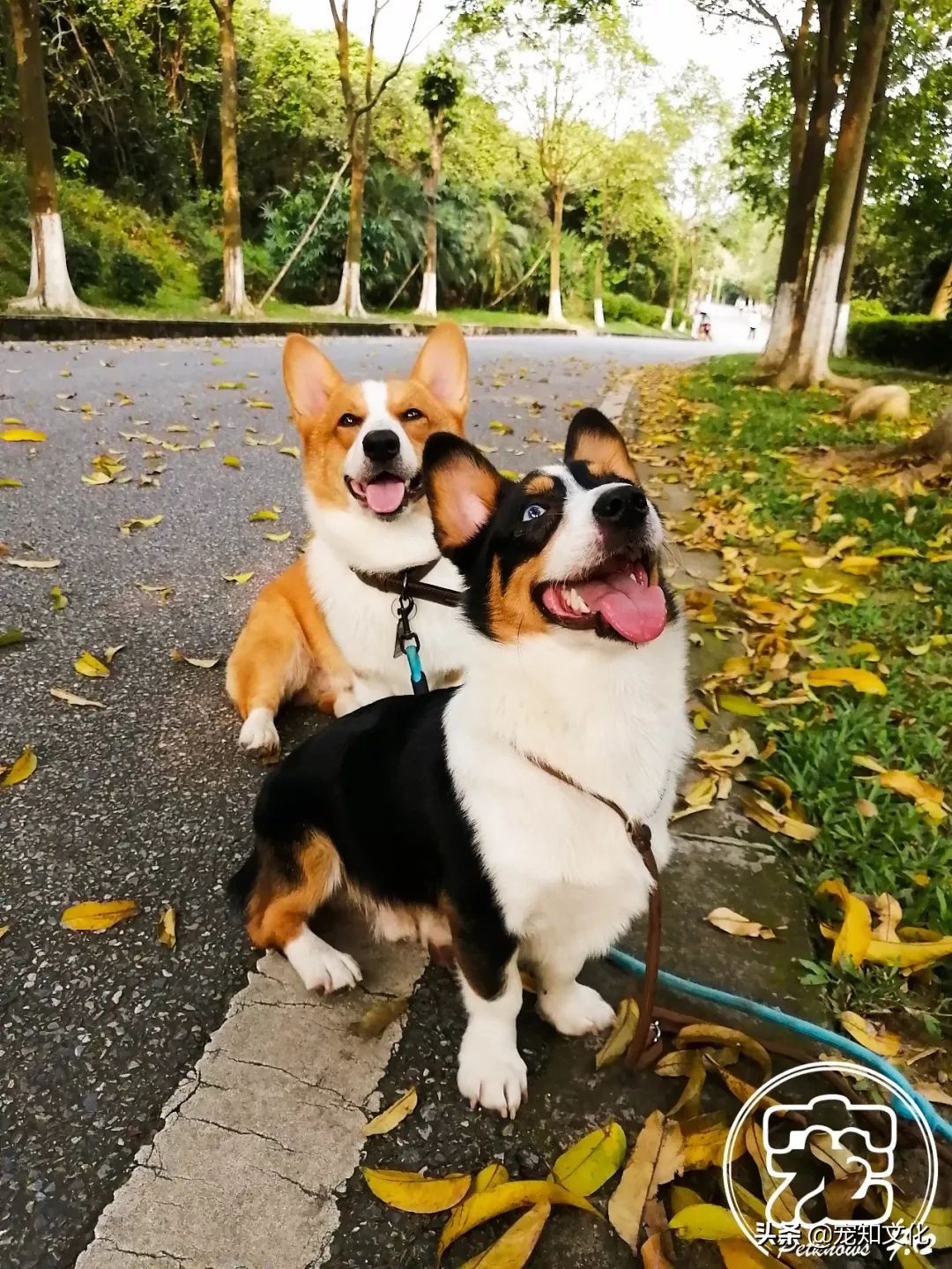 广州南沙黄山鲁森林公园攻略,广州附近可以带宠物的旅游景点