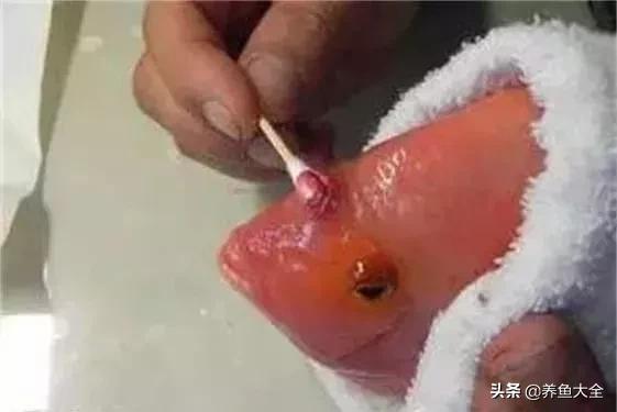 六毛鞭虫用什么药,六毛鞭虫什么样