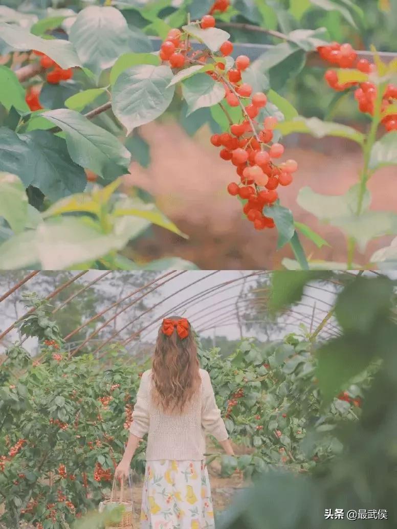 成都摘樱桃的地方不要门票,成都摘樱桃人少的地方