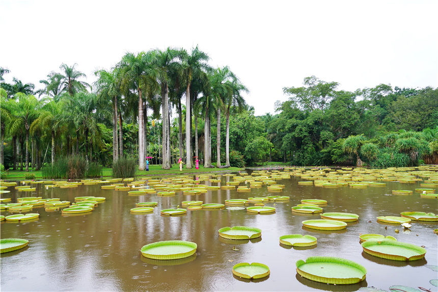 西双版纳旅游攻略最新,西双版纳旅游必去景点推荐野象谷