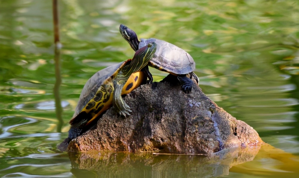 印度罕见白化病龟,印度罕见金龟