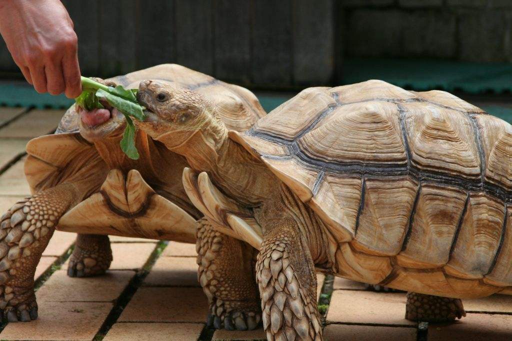 目前世界体型最大的龟是什么龟,迄今为止世上最大的龟是哪种龟