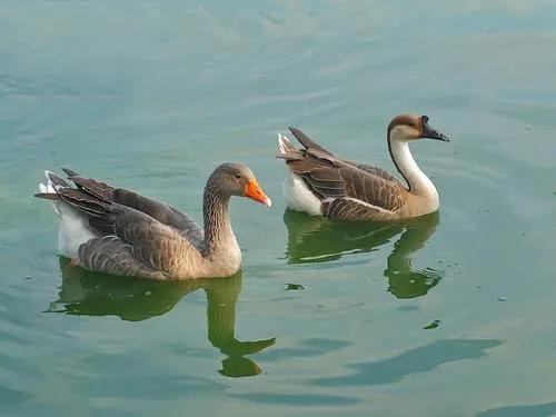 养鹅看家护院什么品种好,打工赚不到钱回家养鸡