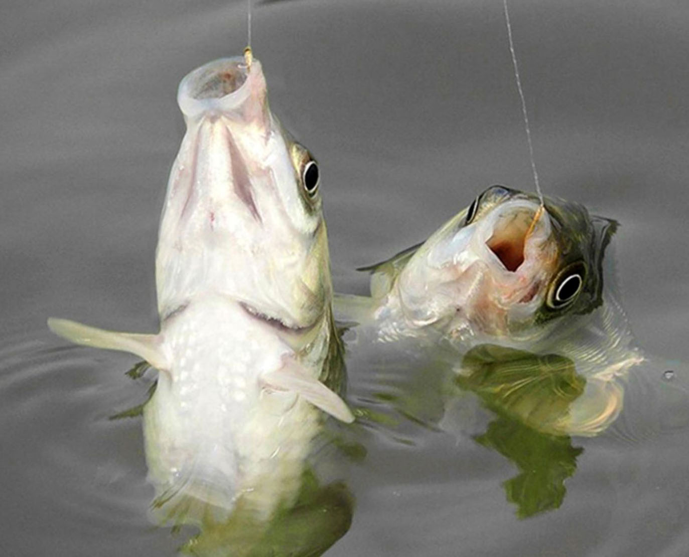 干货无死角青鱼黑坑的上岸攻略,新手玩黑坑选什么竿子