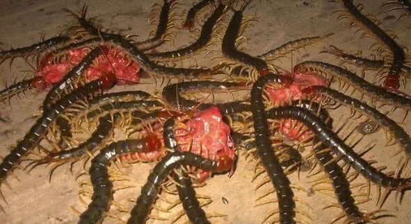 世界上毒性最强的五条蜈蚣,最常见的蜈蚣有几种